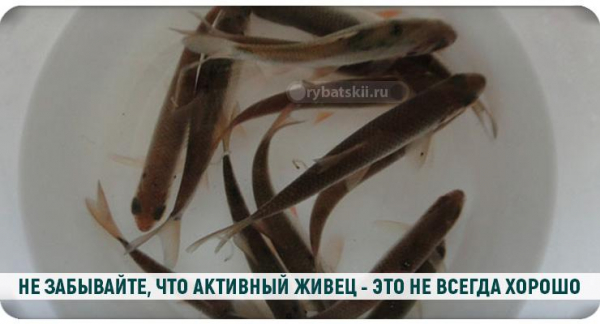 Ловля щуки на жерлицы в декабре и выбор живца