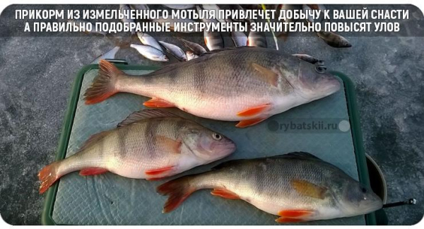 Хитрости зимней рыбалки на окуня на мормышку