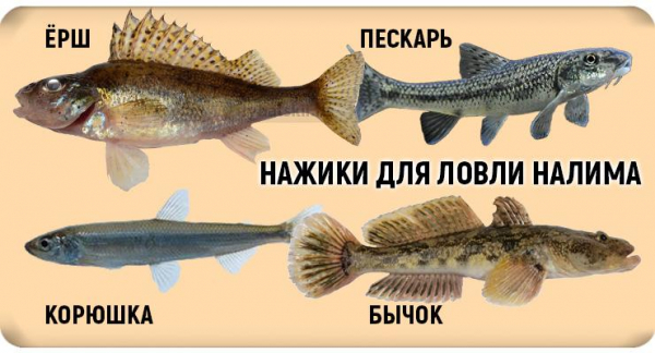 Ловля налима в декабре как золотая пора для рыбалки