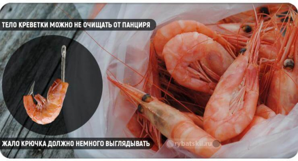 Оснастка снастей для зимней рыбалки на форель и выбор приманок