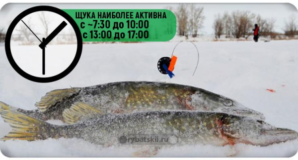 Ловля щуки зимой на жерлицы по первому льду и нюансы рыбалки