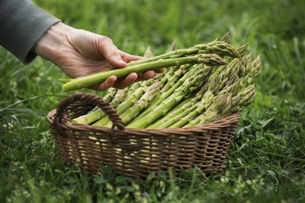 10 продуктов, которые помогут повысить либидо
