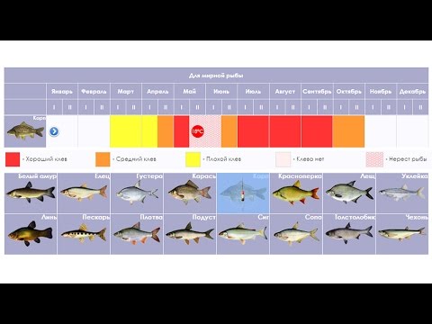 Прогноз клева рыбы от времени года