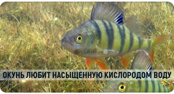 Как ловить окуня в январе и отыскать хищника в глухой период