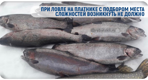 Ловля форели зимой на жерлицы и поставушки