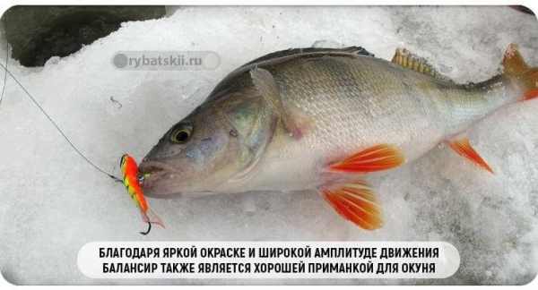 Как поймать окуня в феврале и на какие снасти