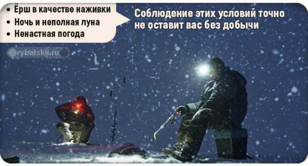 Рыбалка на налима зимой с соблюдением закона