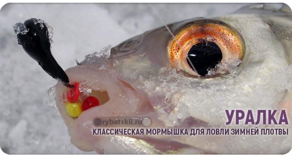 Как эффективно ловить плотву в гухозимье