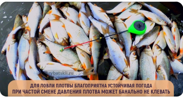 Как эффективно ловить плотву в гухозимье