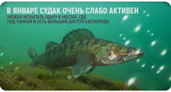 Зимняя рыбалка на судака со льда в разные месяцы