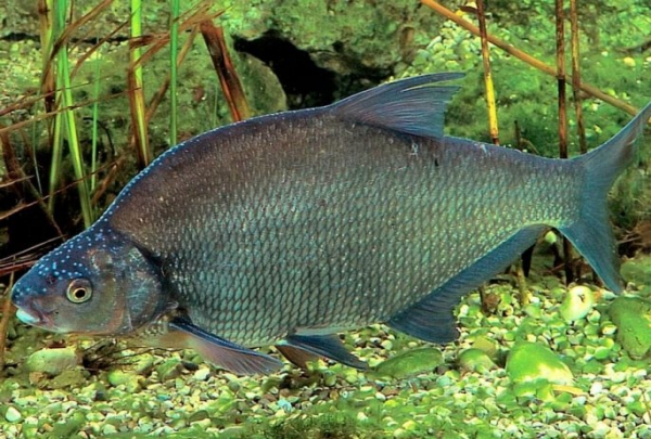 Лещ