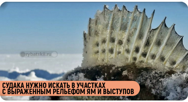 Зимняя рыбалка на судака со льда в разные месяцы