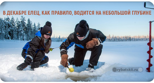 Зимняя ловля ельца на мормышку и подготовка прикормки