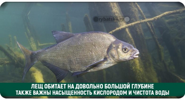Ловля леща зимой на поплавочную удочку деликатной снастью