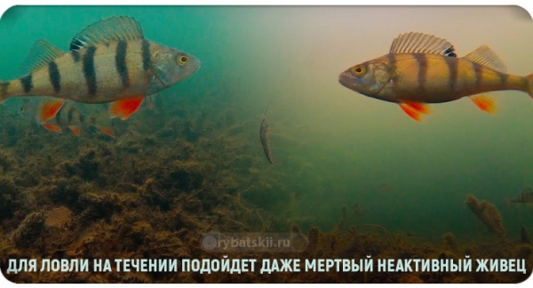 Ловля окуня на малька зимой со льда