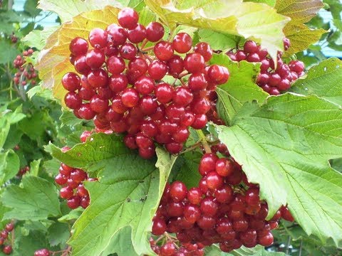Калина: борьба с вредителями и обрезка