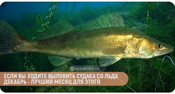 Зимняя рыбалка на судака со льда в разные месяцы