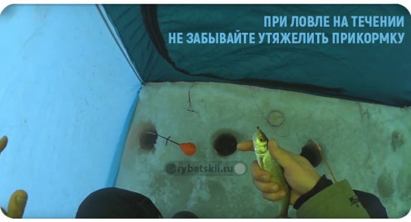 Зимняя ловля ельца на мормышку и подготовка прикормки