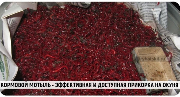 Как ловить окуня в глухозимье и привлечь хищника
