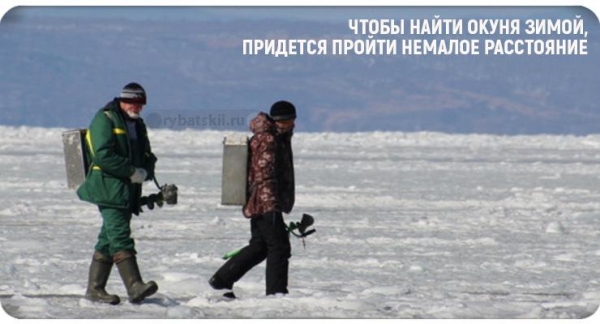 Как найти окуня зимой на озере и реке
