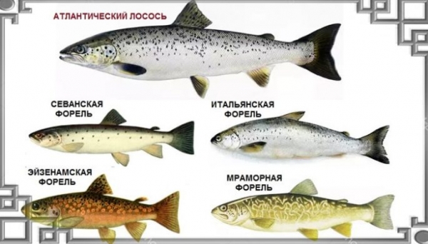 Форель