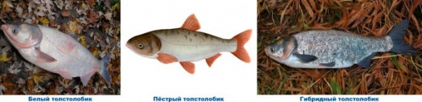 Толстолобик