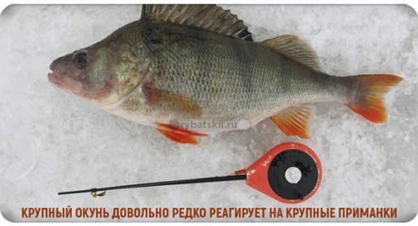 Как найти окуня зимой на озере и реке