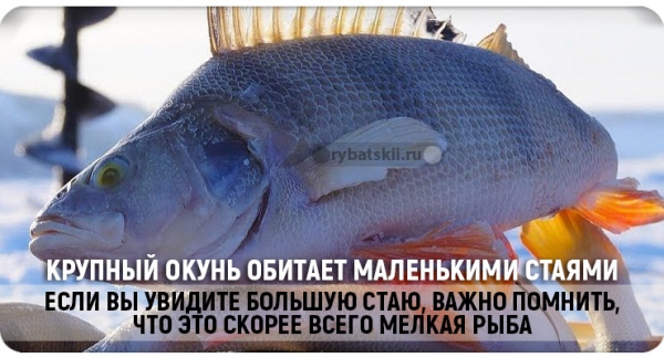 Как ловить окуня в глухозимье и привлечь хищника