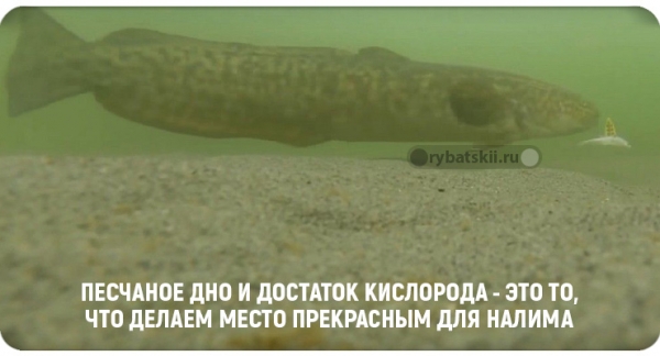 Ловля налима на поставушки зимой и изготовление снасти