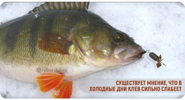 Как найти окуня зимой на озере и реке