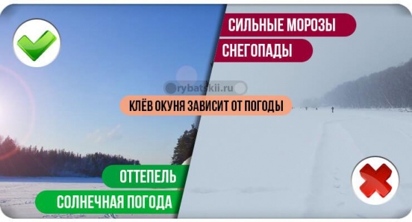 Техника ловли окуня зимой и подбор снастей