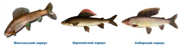Хариус