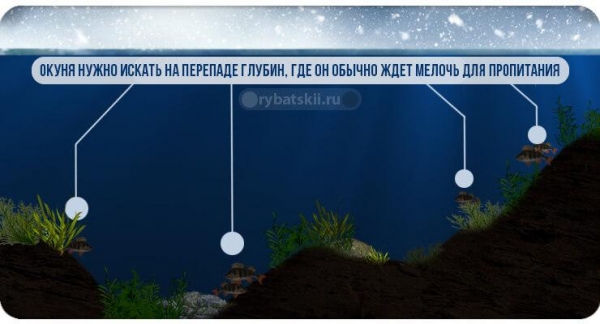 Техника ловли окуня зимой и подбор снастей