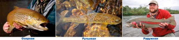 Форель