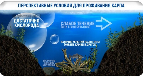 Тактика зимней рыбалки на карпа и подбор наживки