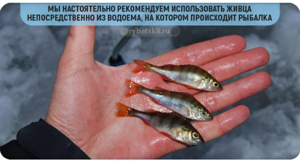 Тактика ловли щуки по первому льду и выбор снасти