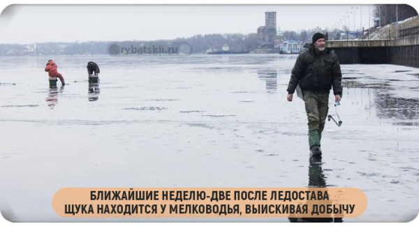 Тактика ловли щуки по первому льду и выбор снасти