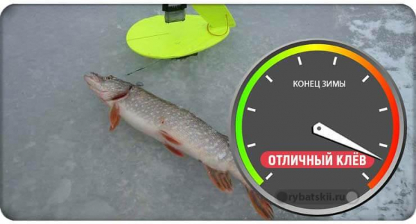 Ловля щуки зимой и активность хищницы в разные периоды