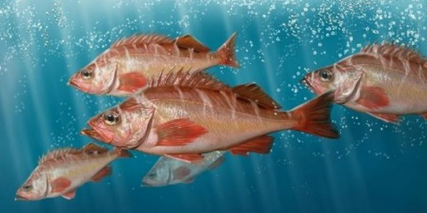 Польза и вред морского окуня для организма
