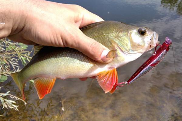 Daiwa Morethan X-Cross 95SSR - знакомство и первые впечатления.