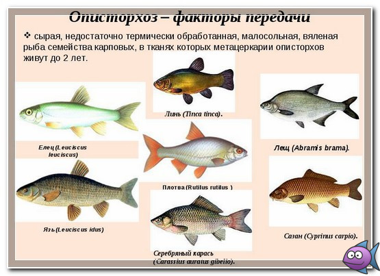 Болезни рыб