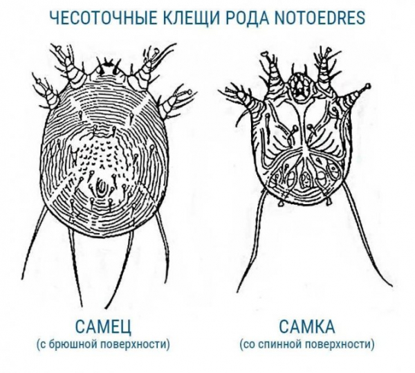 Среда обитания пылевых клещей в домашних условиях. Как избавиться от паукообразных?