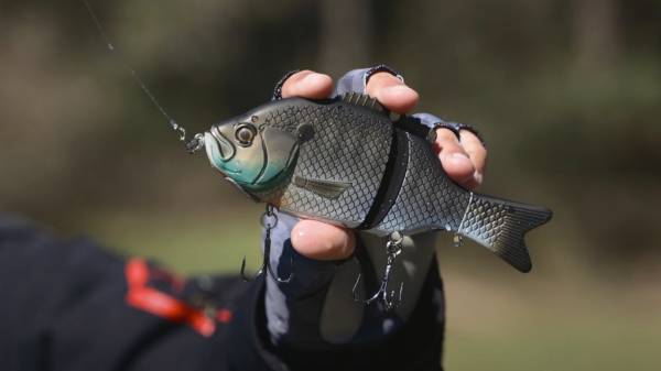 Explorer Gill Glide Bait – лучший воблер в арсенале Baitsanity