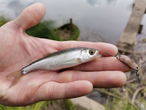 Спиннинг Crazy Fish Nano Zero - #недообзор и немного о "нано"-ловле...