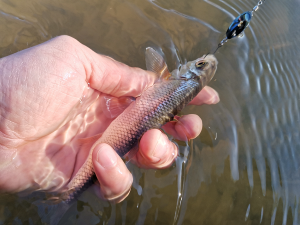 Спиннинг Crazy Fish Nano Zero - #недообзор и немного о "нано"-ловле...