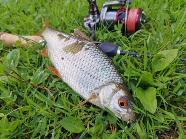 Спиннинг Crazy Fish Nano Zero - #недообзор и немного о "нано"-ловле...