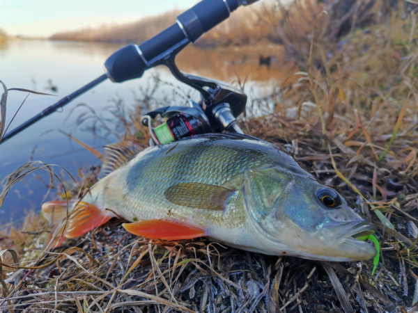 Спиннинг Crazy Fish Nano Zero - #недообзор и немного о "нано"-ловле...