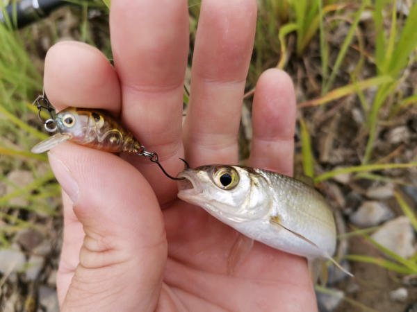 Спиннинг Crazy Fish Nano Zero - #недообзор и немного о "нано"-ловле...