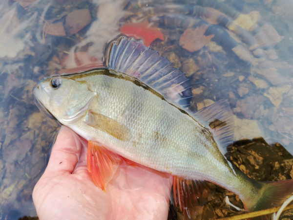 Спиннинг Crazy Fish Arion 702 uls - #недобзор и некоторые мысли о...