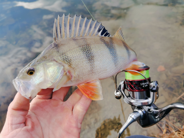 Спиннинг Crazy Fish Arion 702 uls - #недобзор и некоторые мысли о...